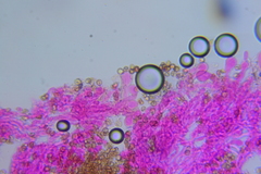 Crepidotus sublatifolius