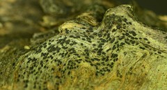 Anteaglonium parvulum