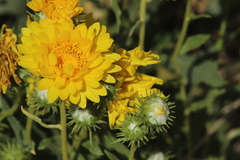 Grindelia chiloensis