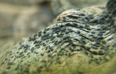 Anteaglonium parvulum