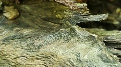 Anteaglonium parvulum