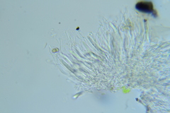 Anteaglonium parvulum