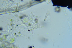 Anteaglonium parvulum