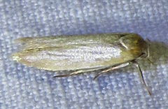 Holcocera immaculella
