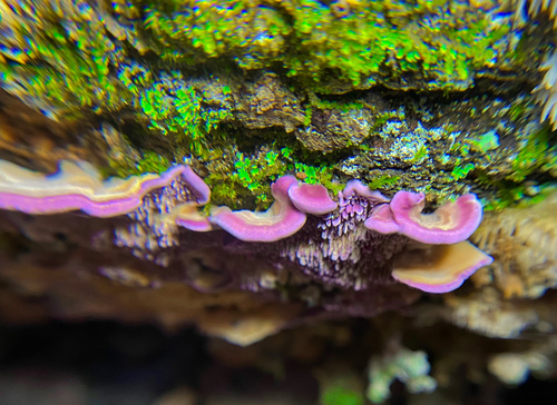 Brown Purplepore Bracket