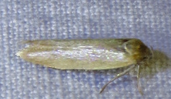 Holcocera immaculella