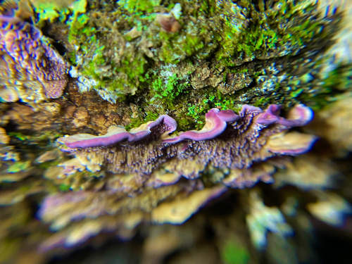 Brown Purplepore Bracket