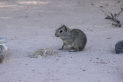 Microcavia australis