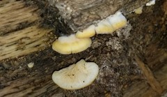 Crepidotus croceotinctus