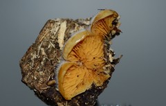 Crepidotus croceotinctus