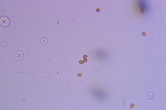 Crepidotus croceotinctus