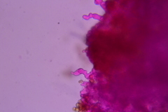 Crepidotus croceotinctus