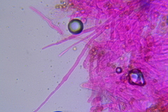 Crepidotus croceotinctus