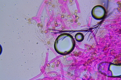 Crepidotus croceotinctus