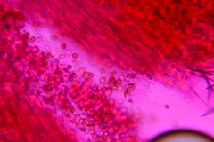 Crepidotus croceotinctus