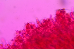 Crepidotus croceotinctus