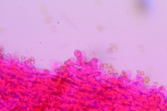 Crepidotus croceotinctus