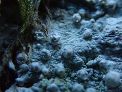 Pertusaria subambigens