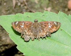 Caprona ransonnettii