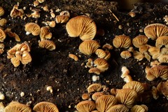 Crepidotus sublatifolius