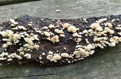 Crepidotus sublatifolius