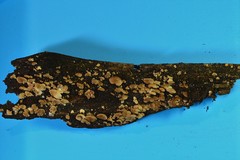 Crepidotus sublatifolius