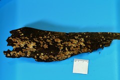 Crepidotus sublatifolius