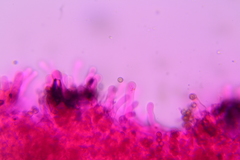 Crepidotus sublatifolius