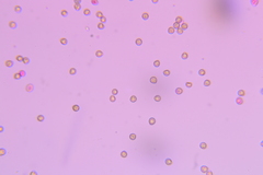 Crepidotus sublatifolius