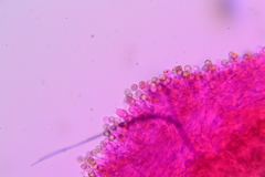 Crepidotus sublatifolius