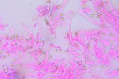 Crepidotus sublatifolius