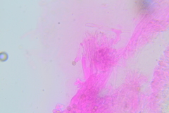 Crepidotus sublatifolius