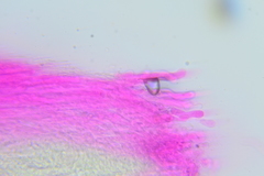 Crepidotus sublatifolius