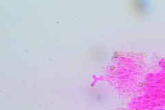 Crepidotus sublatifolius