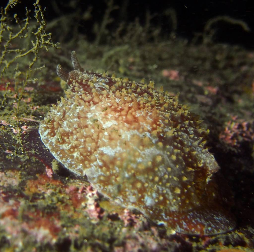 Rough Side-gilled Seaslug