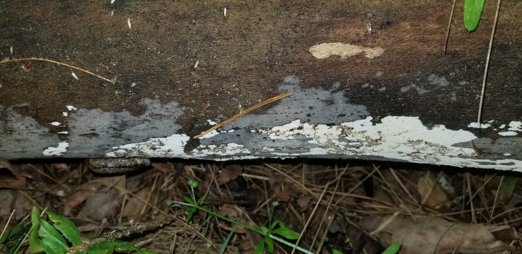 Sistotrema subtrigonospermum