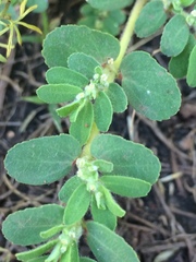 Euphorbia stictospora