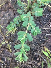 Euphorbia stictospora