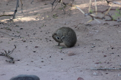 Microcavia australis