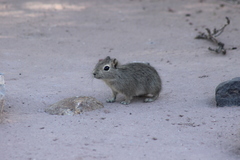 Microcavia australis
