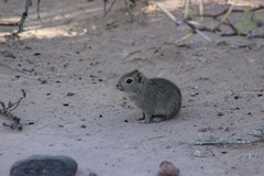 Microcavia australis