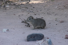 Microcavia australis