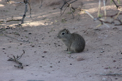 Microcavia australis