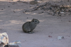Microcavia australis
