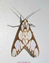 Robinsonia multimaculata