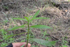 Hygrophila lacustris