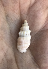 Vexillum modestum