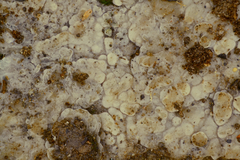 Membranomyces spurius