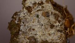 Membranomyces spurius