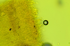 Membranomyces spurius